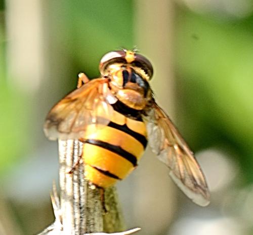 Réf. 348 567 : Volucella inanis